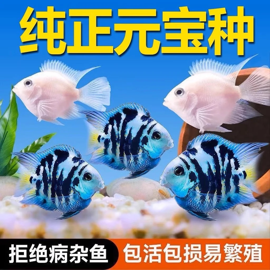 迷你鹦鹉鱼苗观赏鱼耐活小型热带鱼淡水鹦鹉鱼宝蓝白金可繁殖种鱼