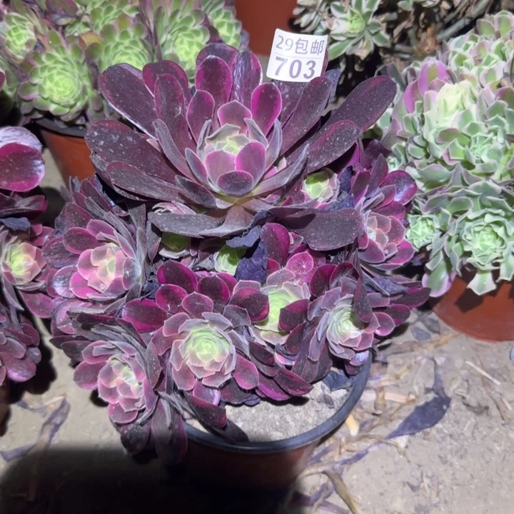 凤冠……多肉植物的