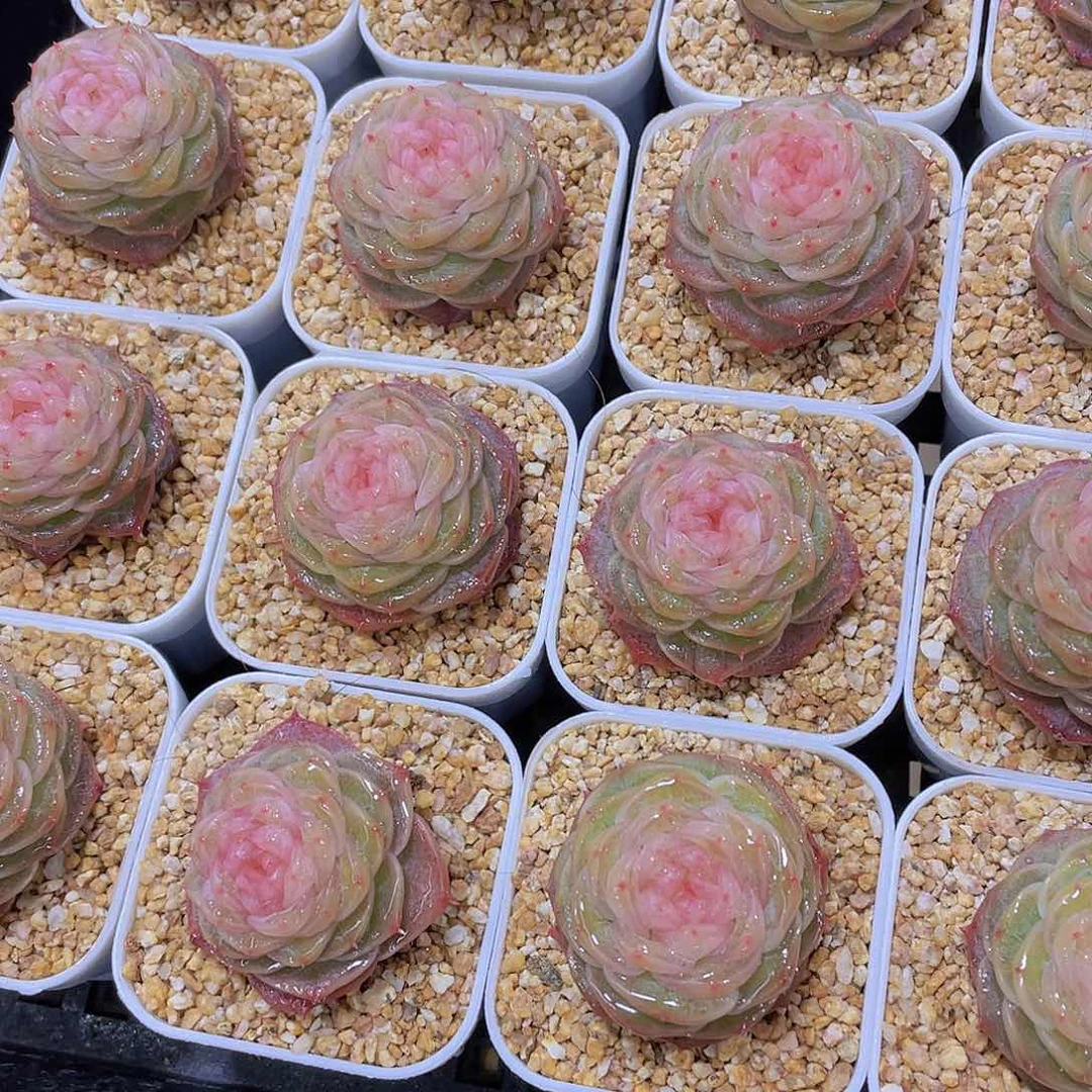 量拍76号 冻唇蜜珍妮单头一个