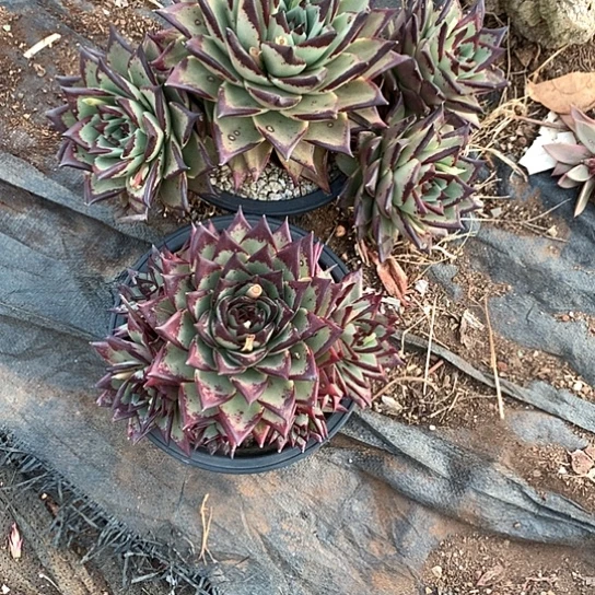 樊*每日特价活动开始啦