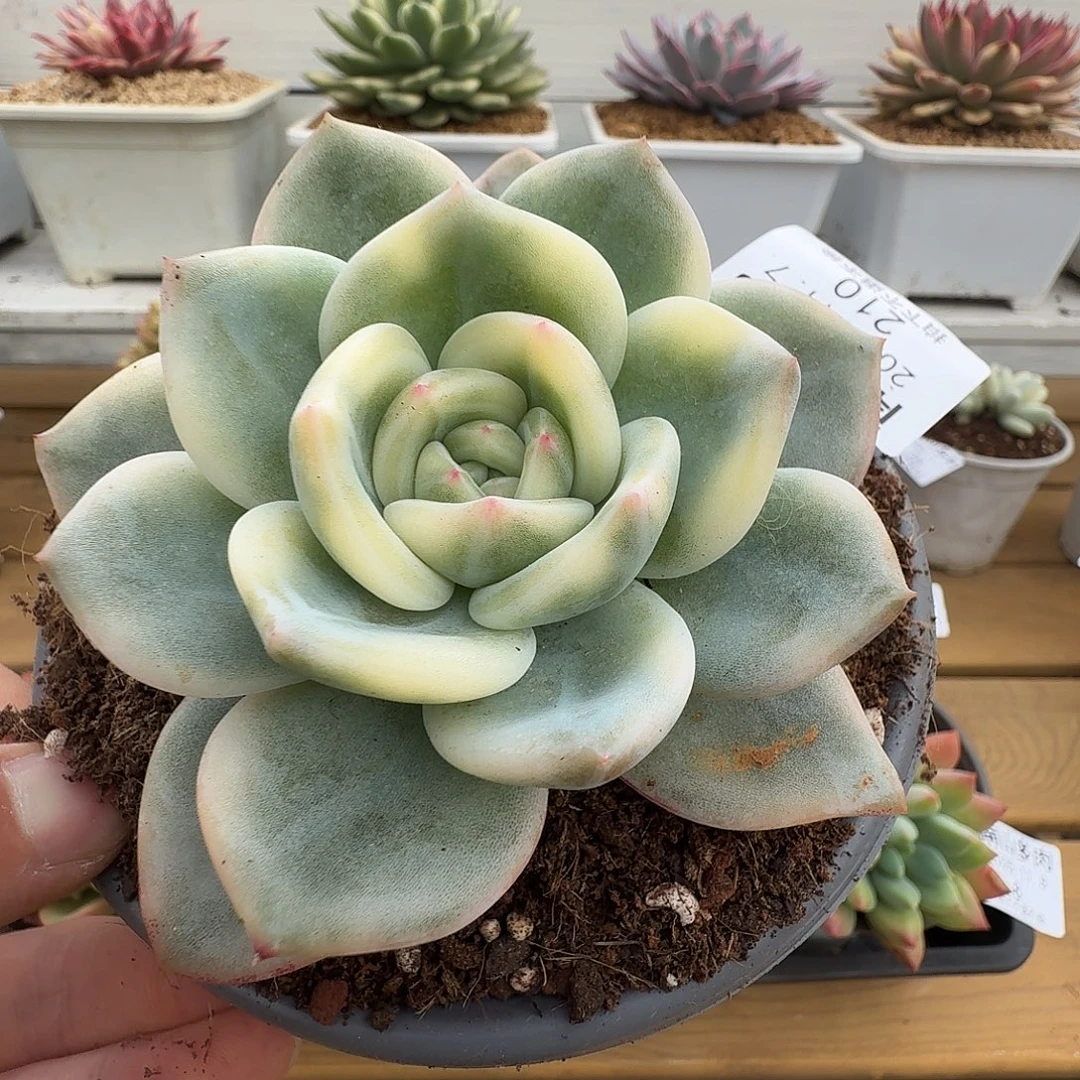 伊丽莎白锦11111108-210