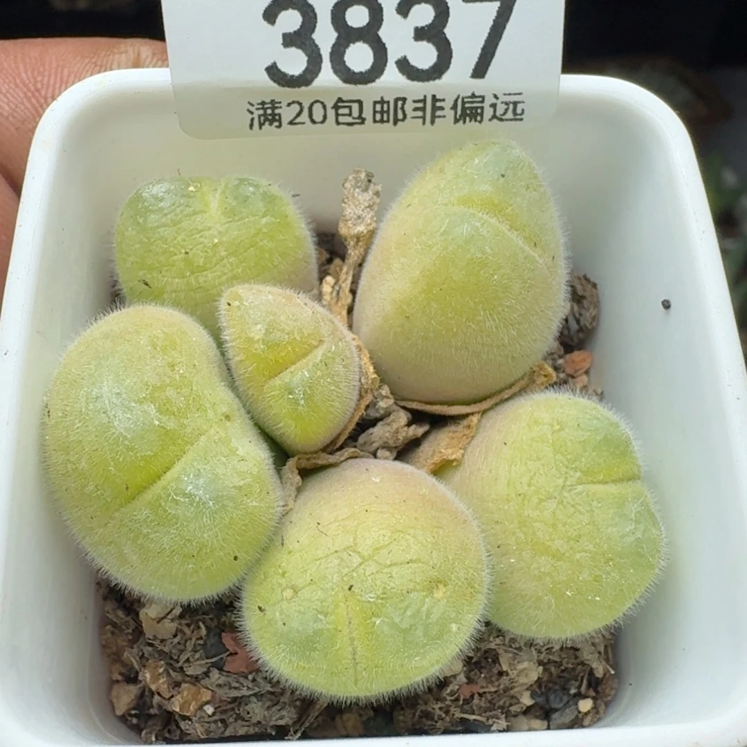 长毛带盆土。