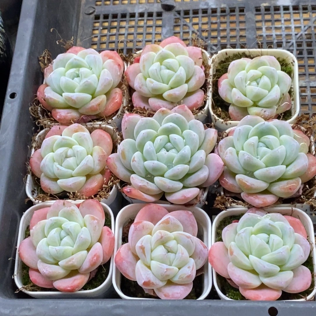 精品多肉一物一拍不包整109