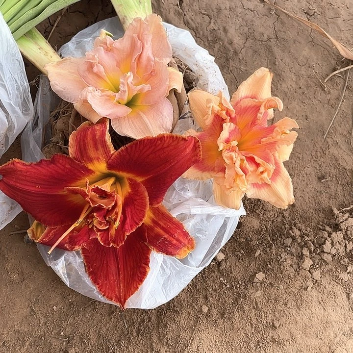 当前无花栽培后可以开花
