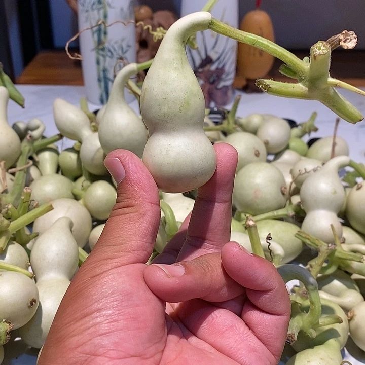 ?****o精品葫芦手把葫芦37