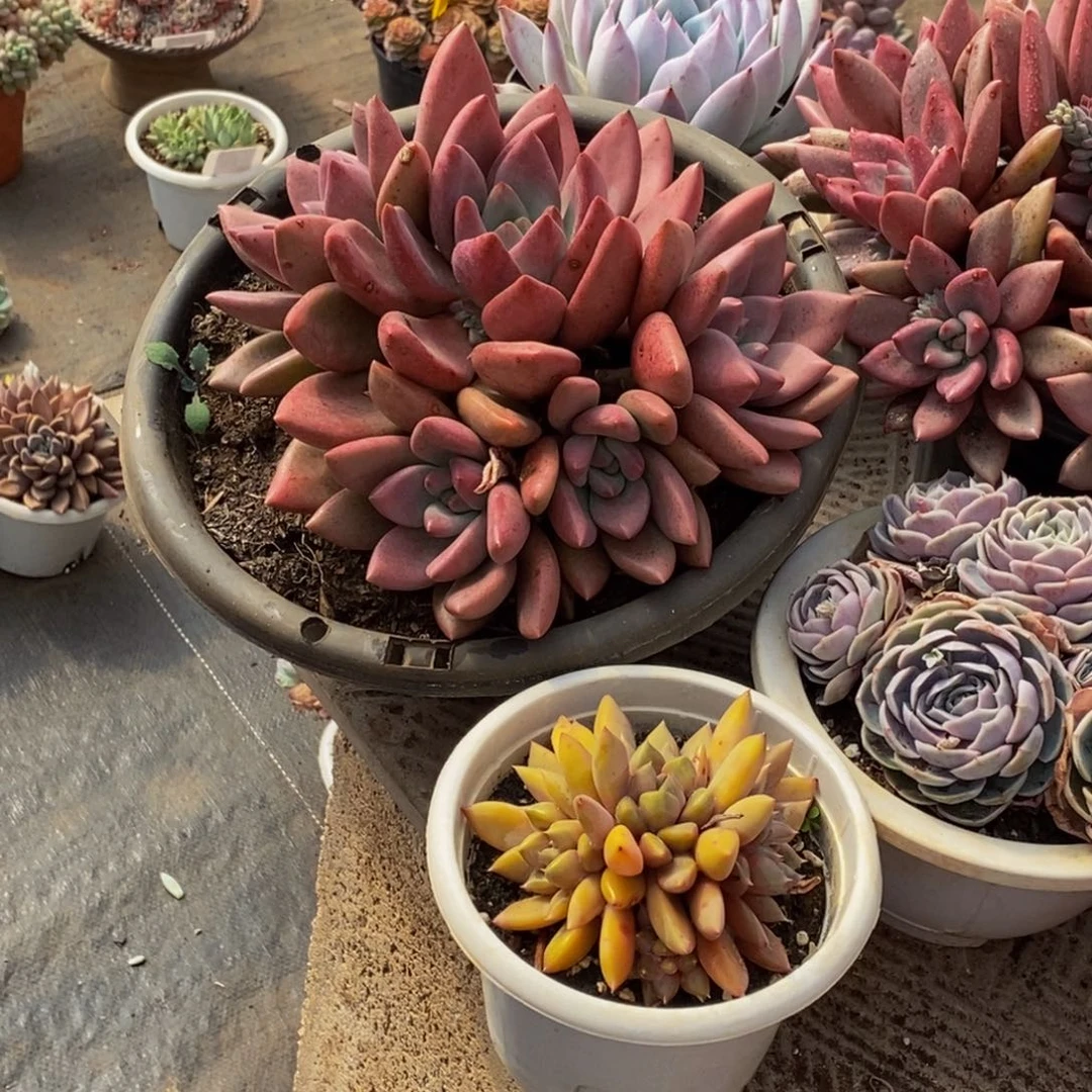 噜***宝48包邮一物一拍多肉植物