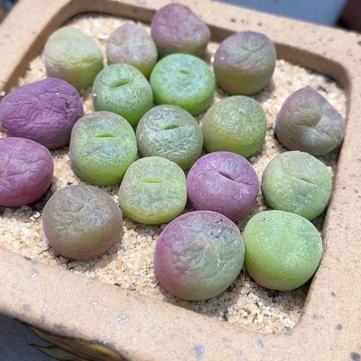 翠星一颗