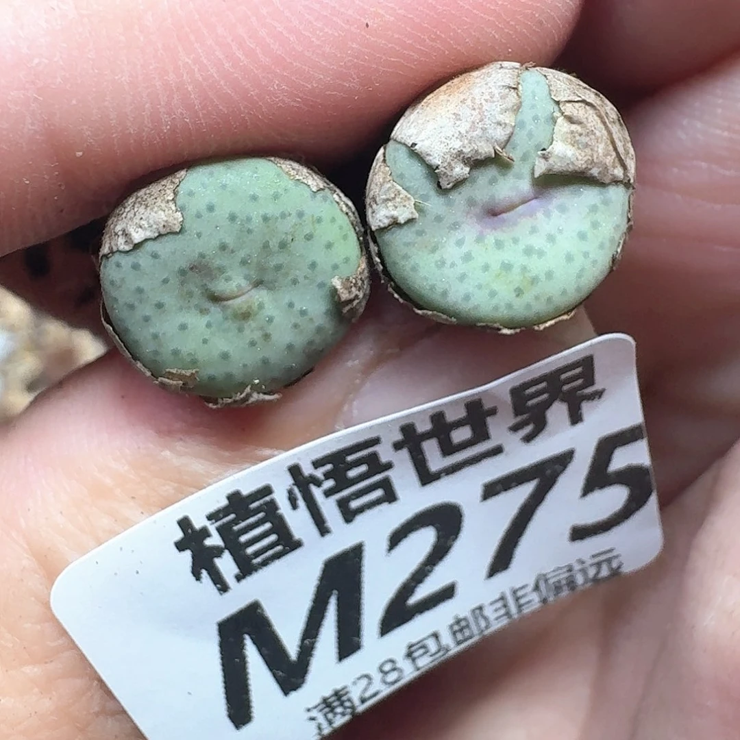 多肉植物的润泽额分
