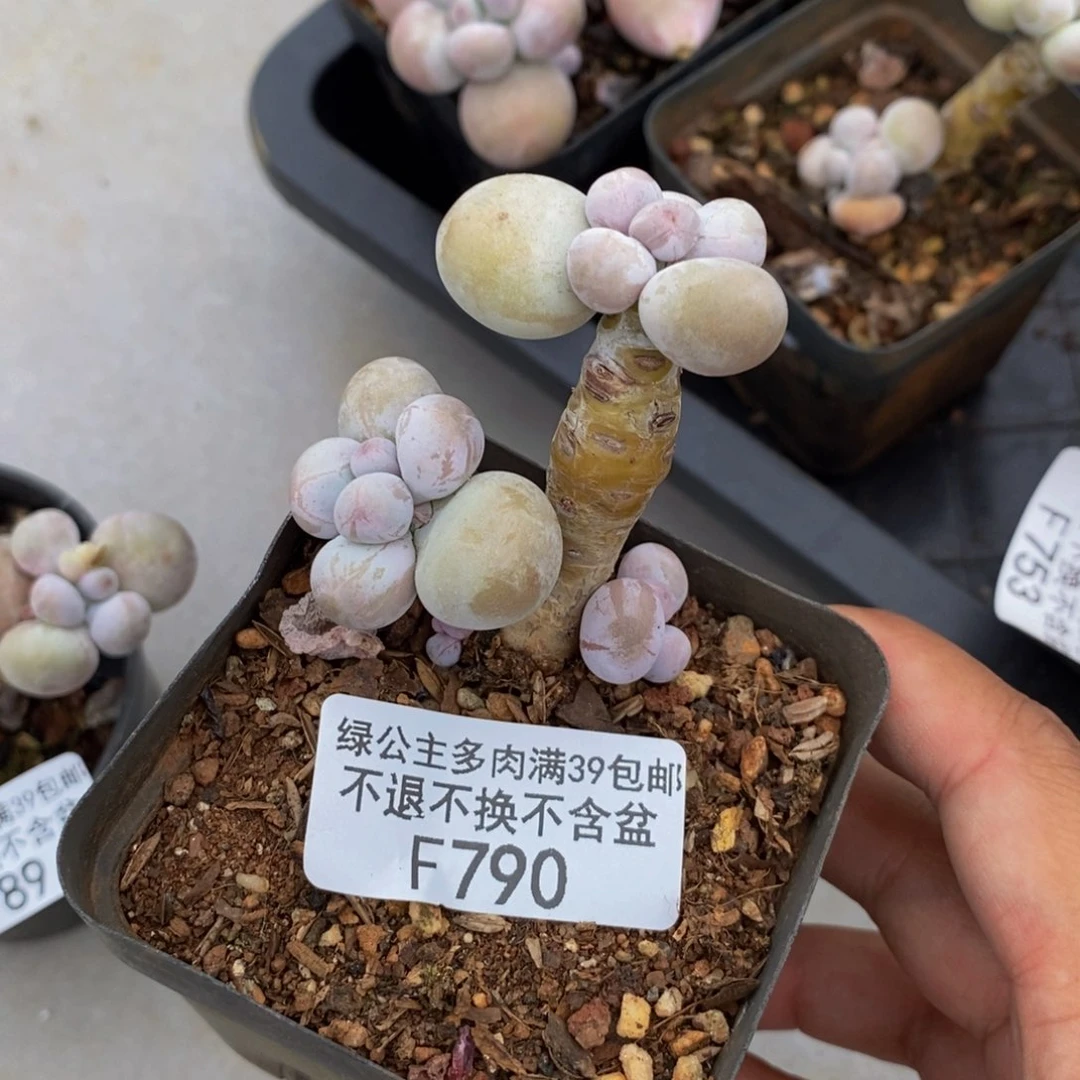 790橙奶多肉肉3cm