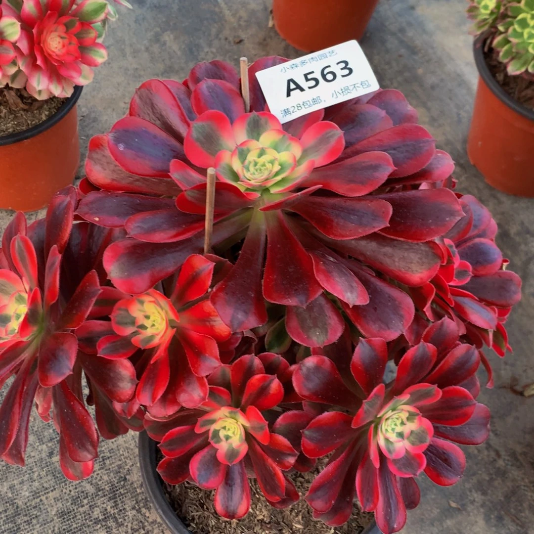 微**暖美杜莎5630000000