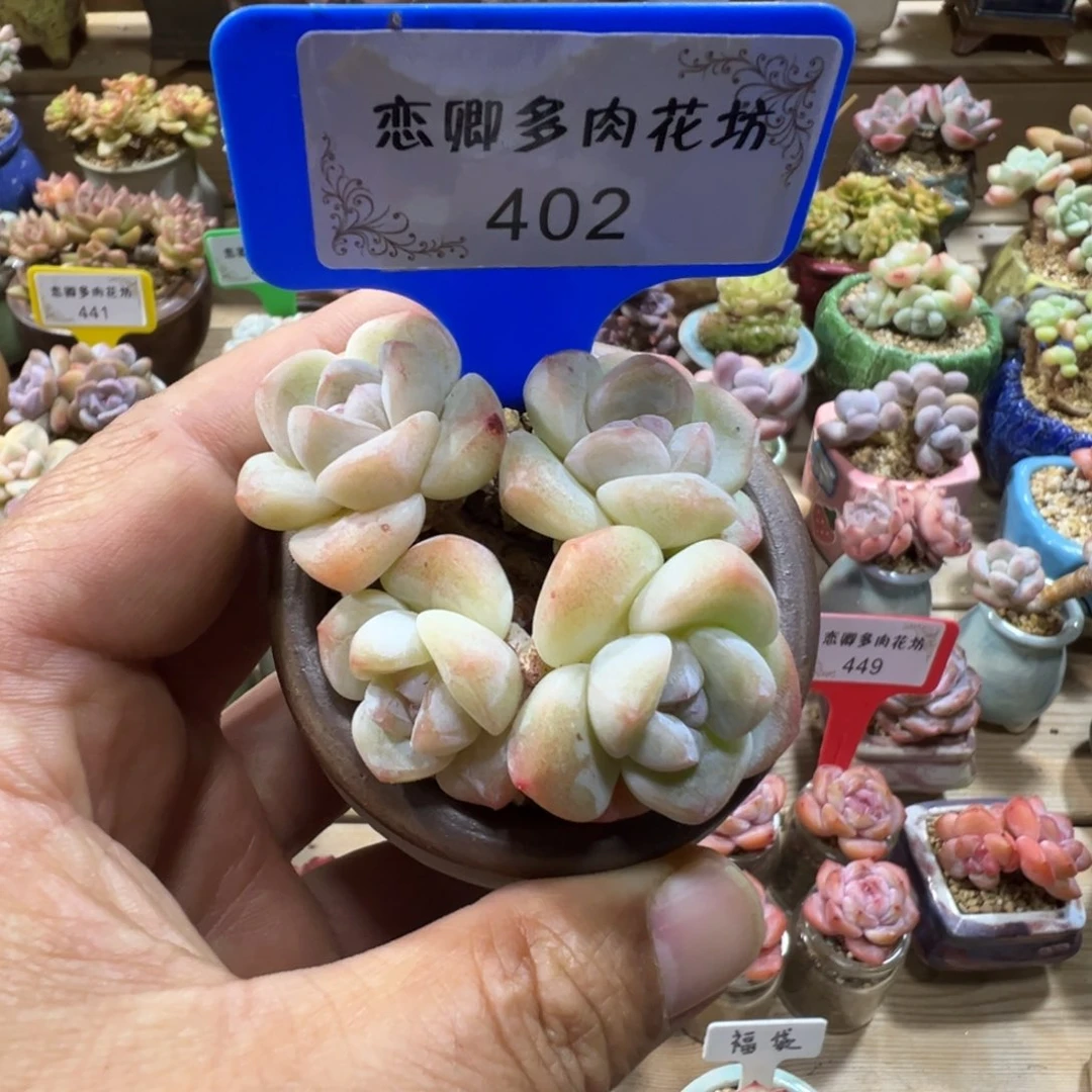 402号冰玉无砍老桩4头