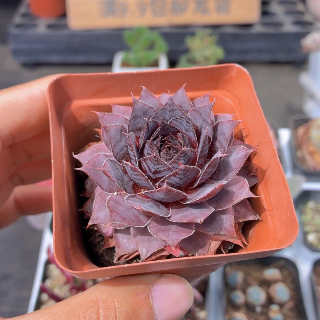神须草多肉9.9包邮发货