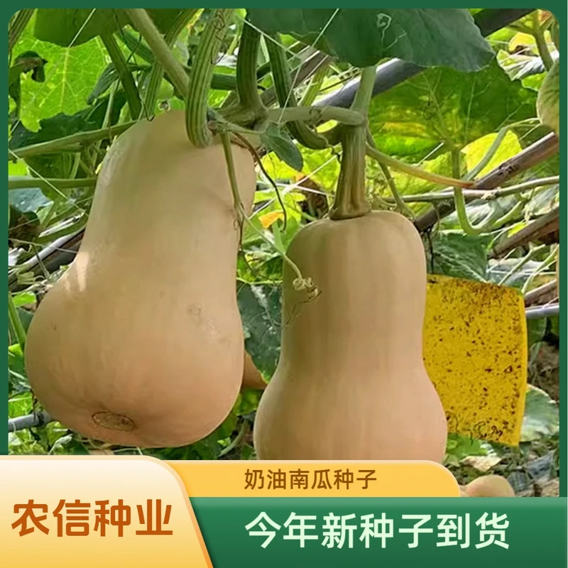 【全店满5包包邮】奶油南瓜种子香甜熬粥炖汤南瓜家庭小院种植瓜