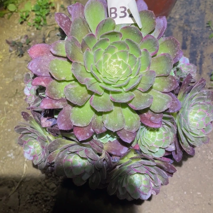 324万花筒多肉植物