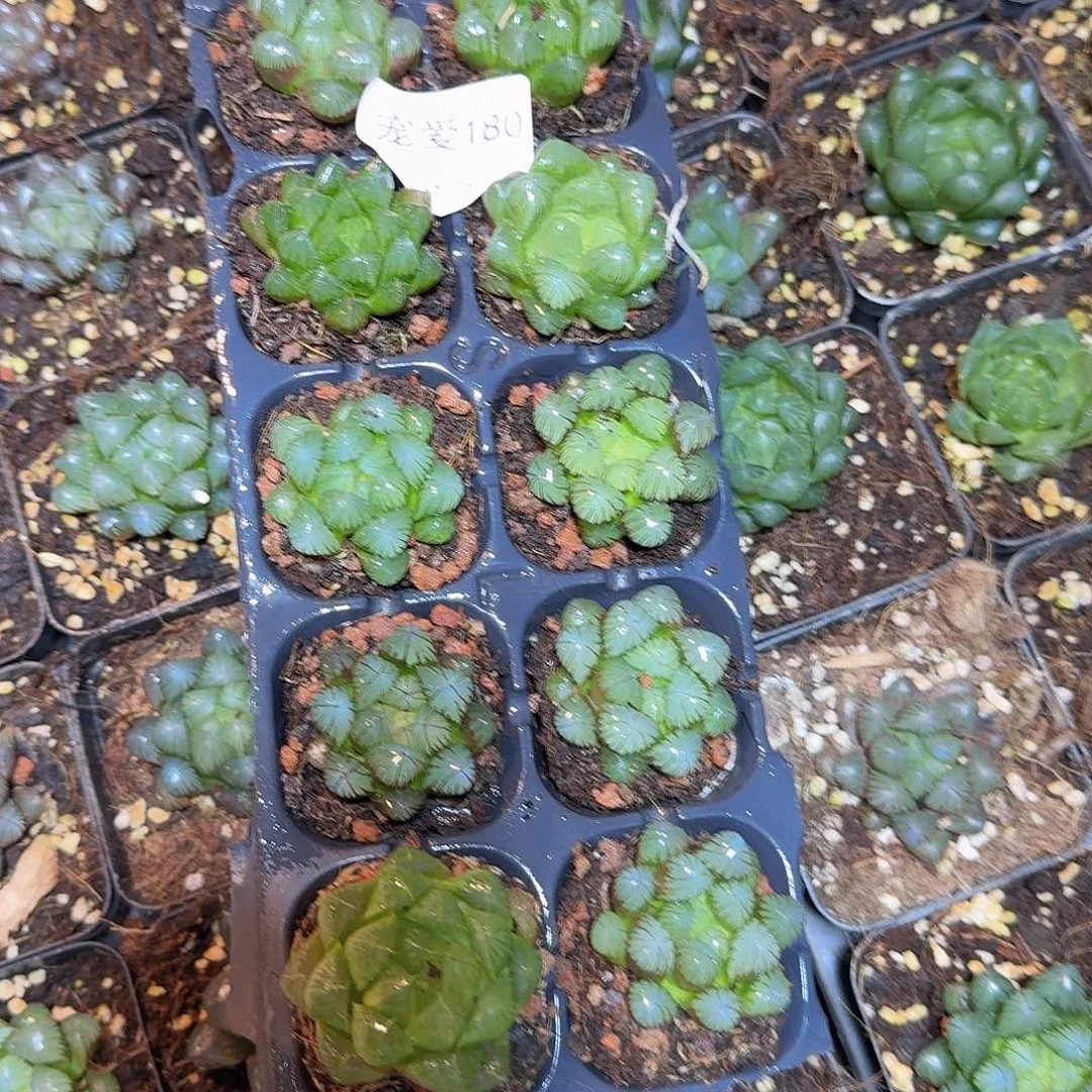 直播福利一物一拍180
