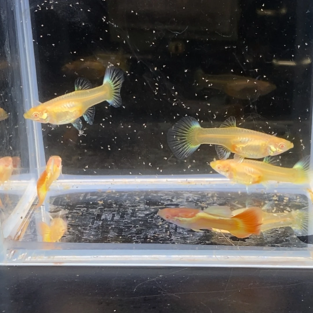 孔雀鱼日落流光两公三母