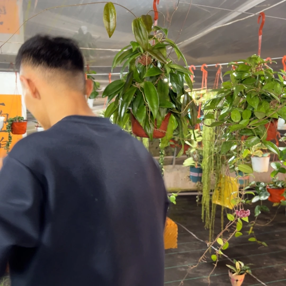 点***鎏无花朵火红球兰大苗