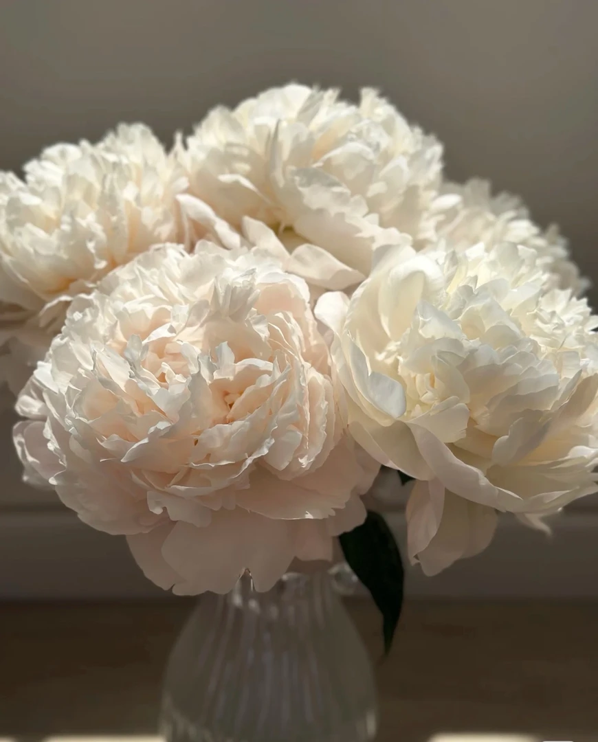 【高级艺术班芍药.】山东直发 | 新鲜采摘