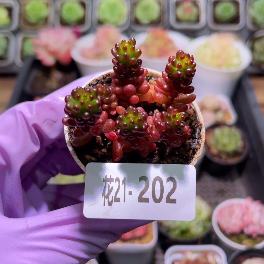 花利美21-202红色浆果