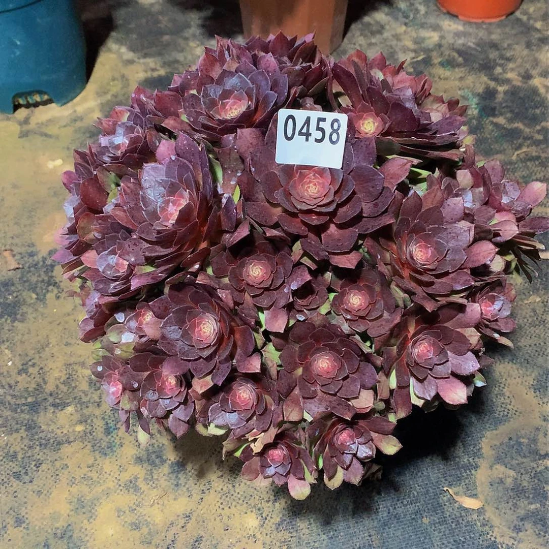 劉*俎多肉桃花石0458.000000