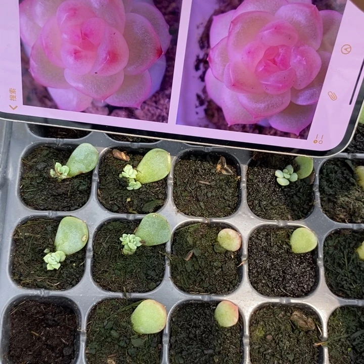 桃花x3芽苗一个多肉