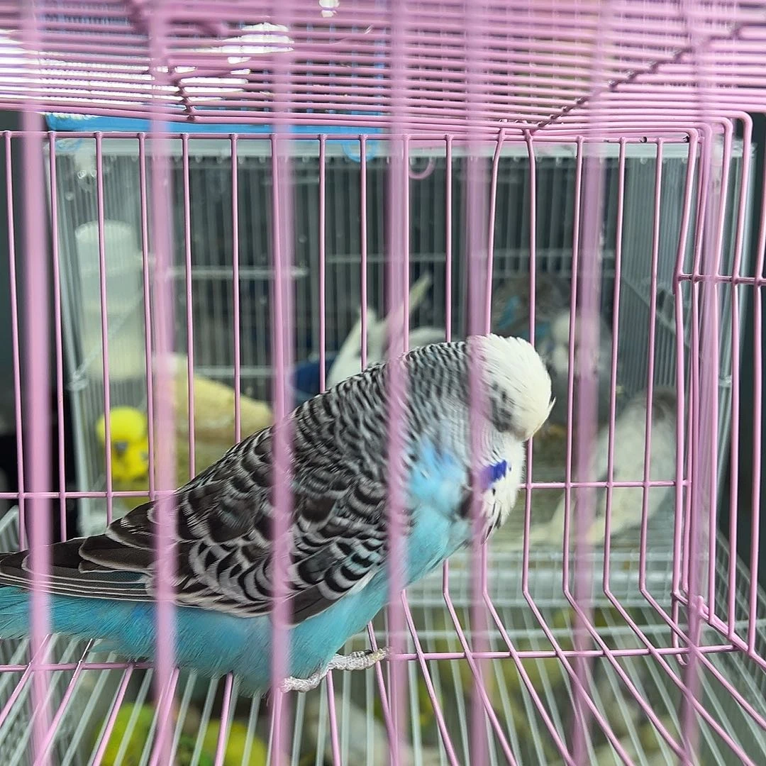 桃脸牡丹鹦鹉fghjkkk