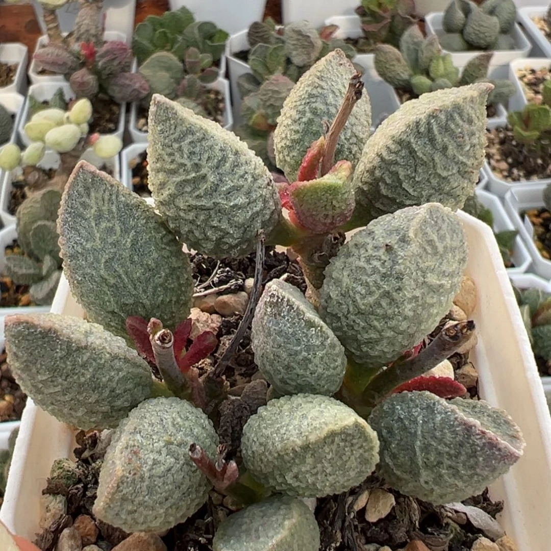 绿猪肝老桩多肉植物水泡