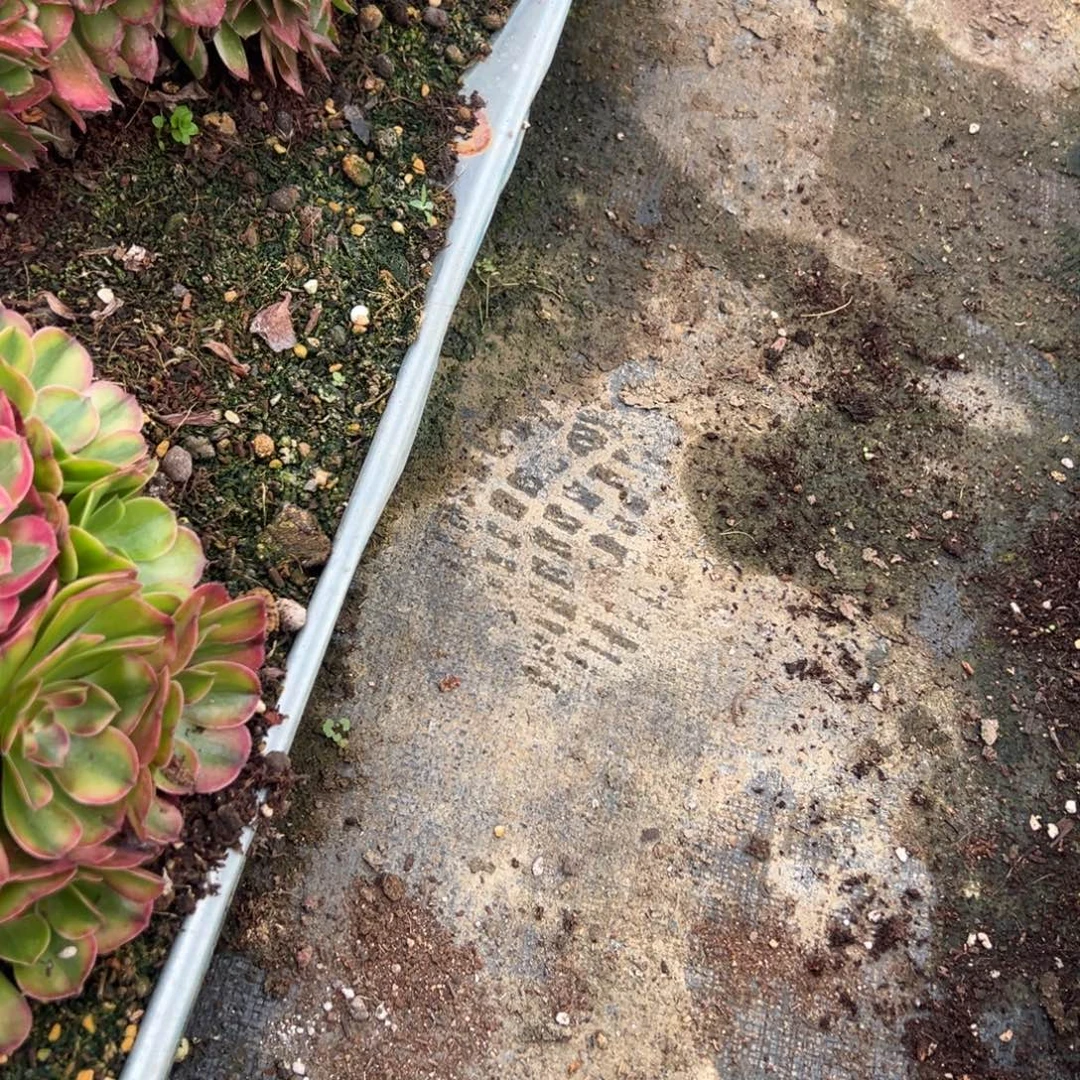 同花顺盆栽20一颗