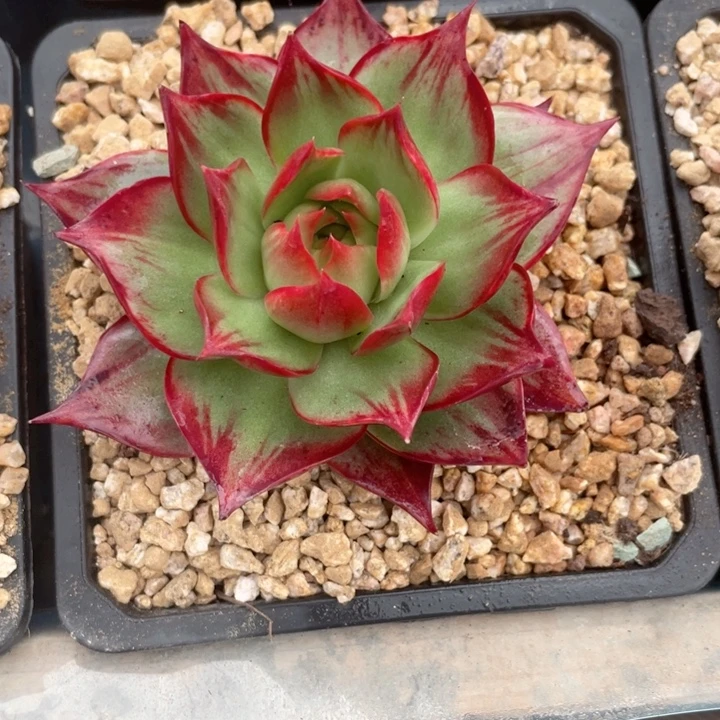 惊鸿仙子多肉植物3566