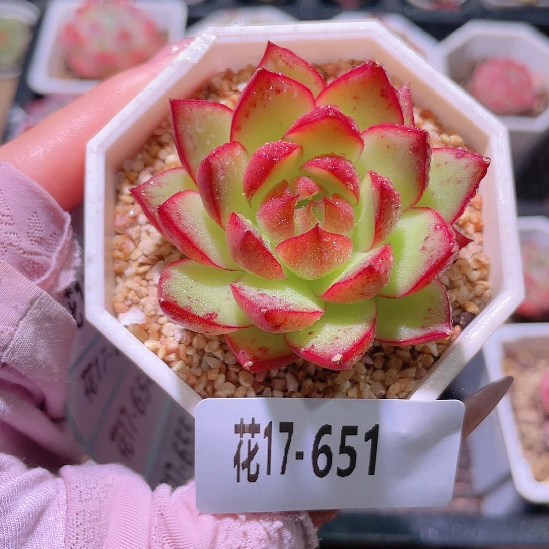 花利美17-651新品