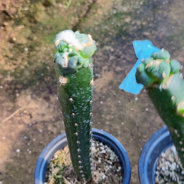 桃***地无花朵777 778两个变异蛋怒 方块榴尤怒涛西三