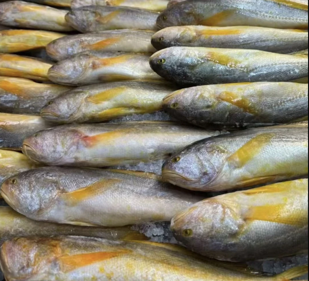 山东发货 超大号野生大黄鱼单条1.2～1斤（500g～600g）速冻锁鲜发货