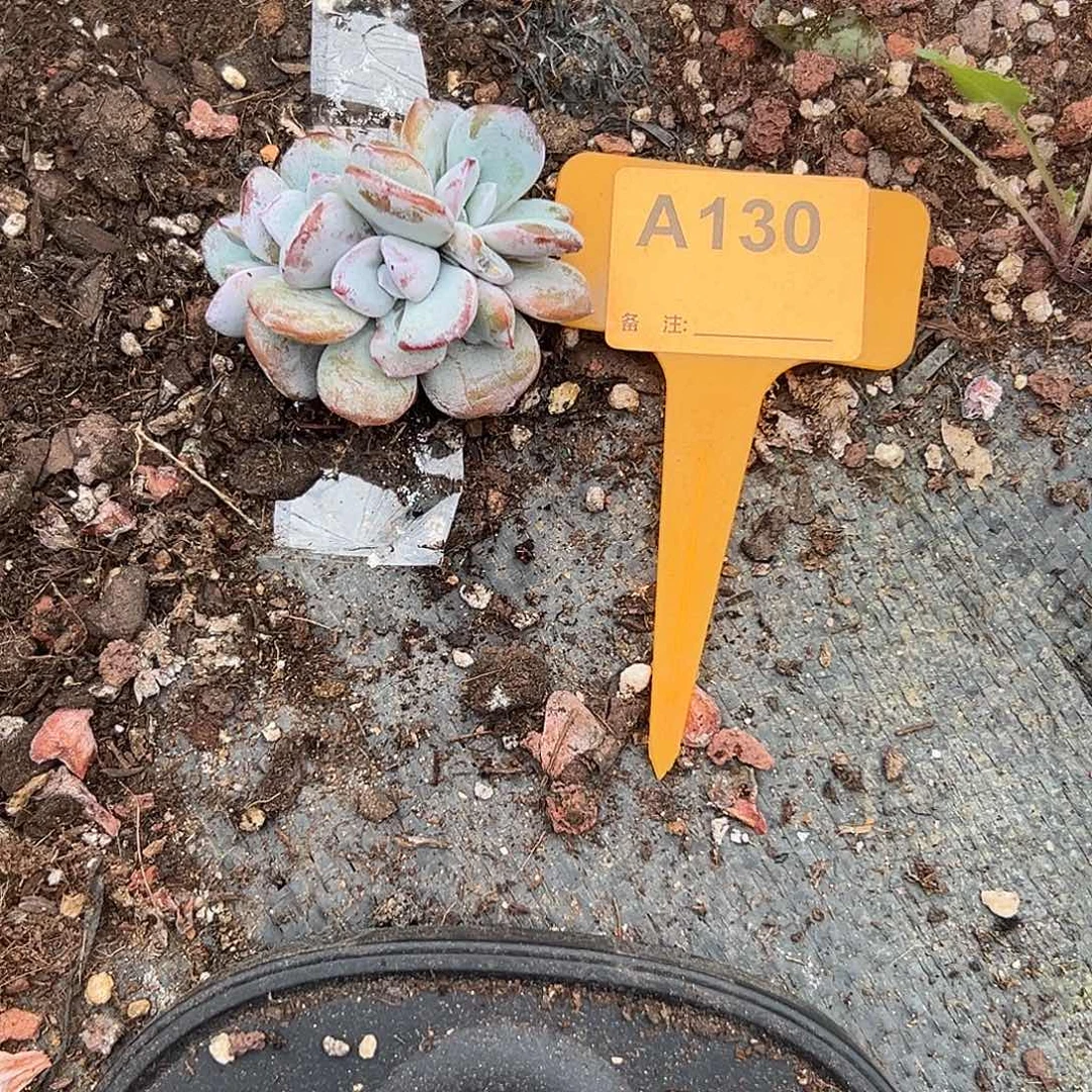 尚***水多肉植物一物一拍