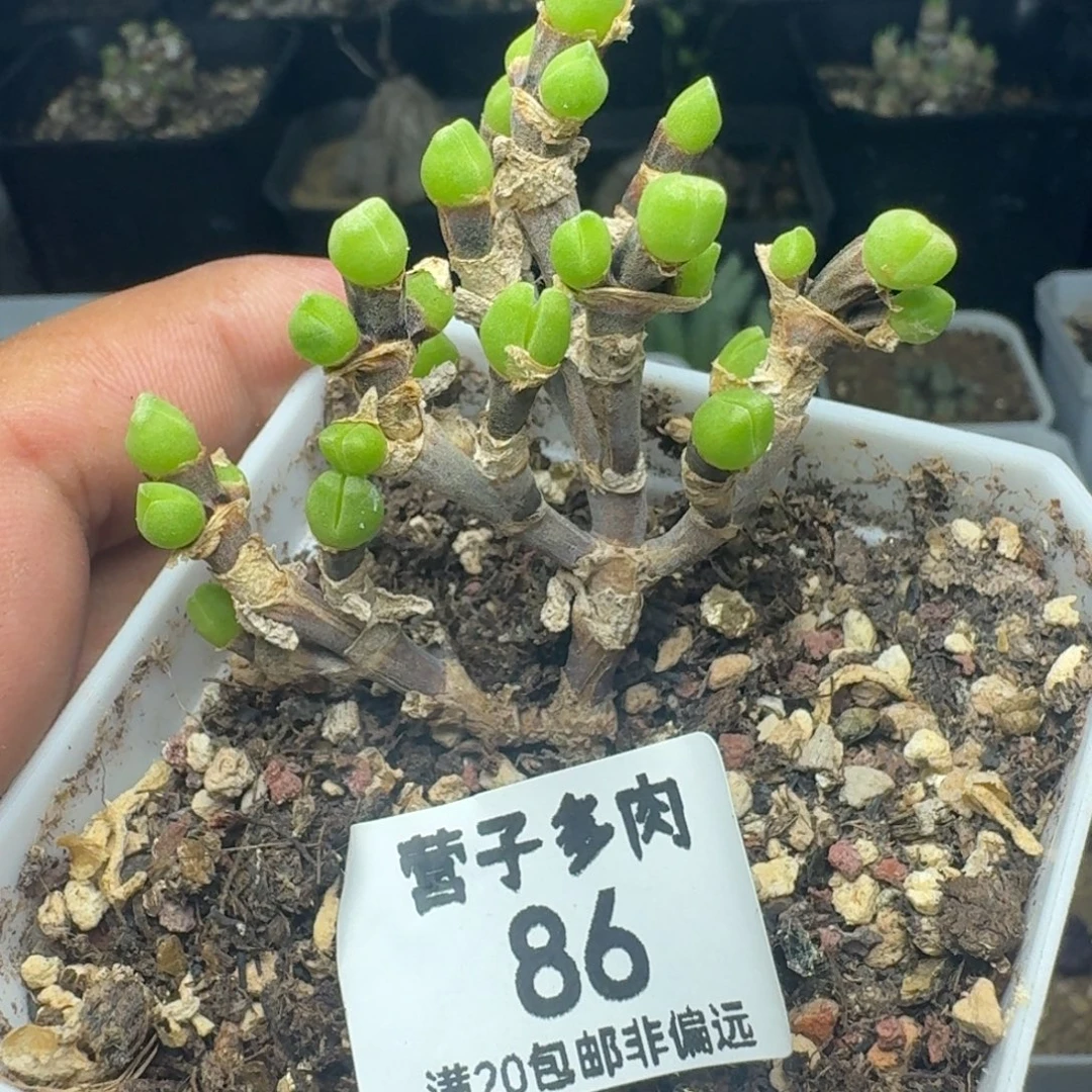 带盆土枝干兔。  短耳。