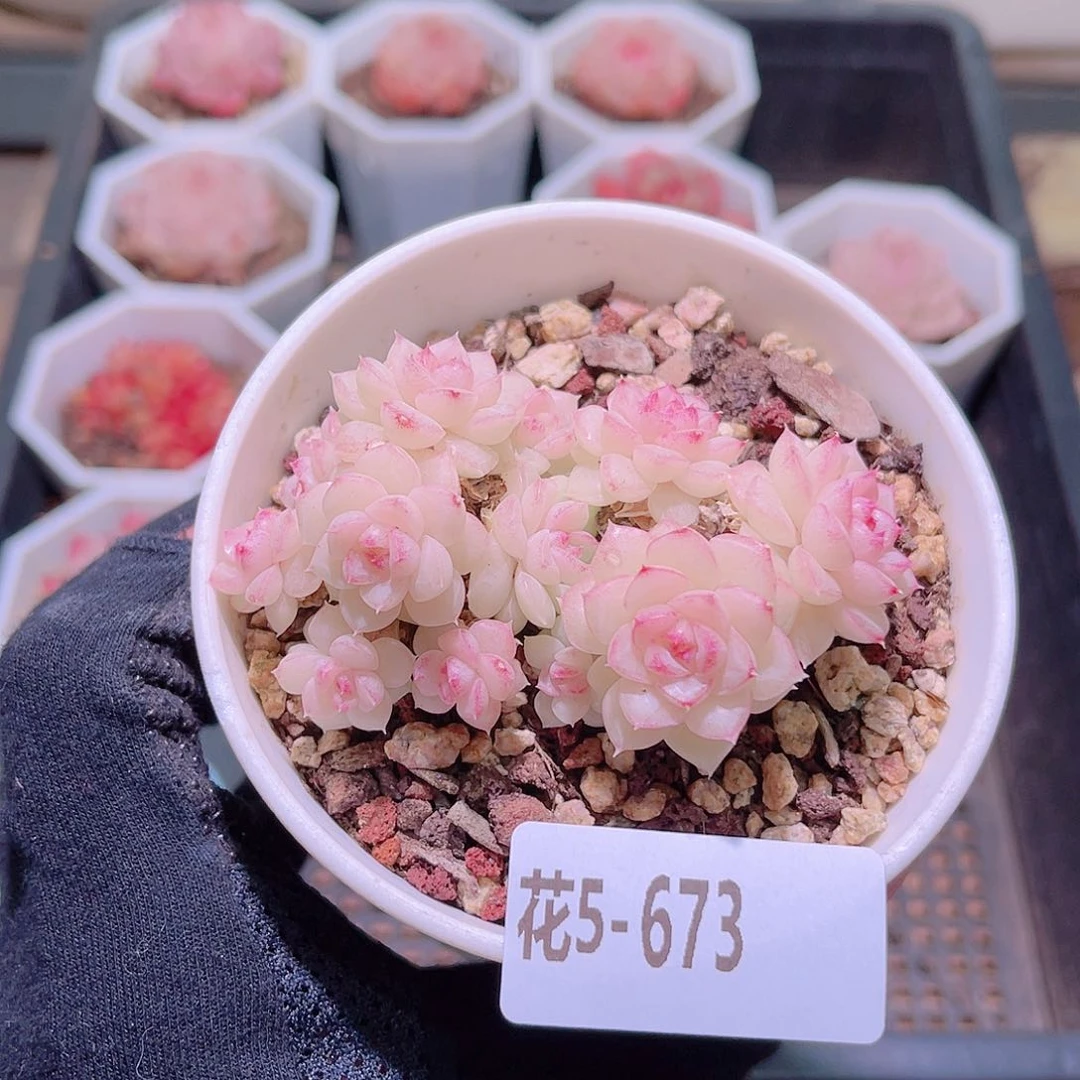 花利美5-673白天鹅