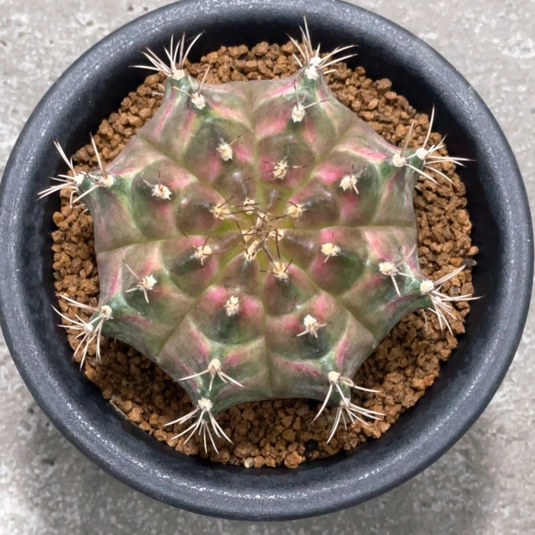 当前无花朵，栽培后可花朵包子轮回3