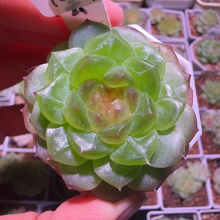 中***球10-30福利无尽灯单头