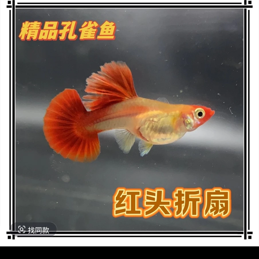 红头黄华菊花折扇（入缸后不包损）