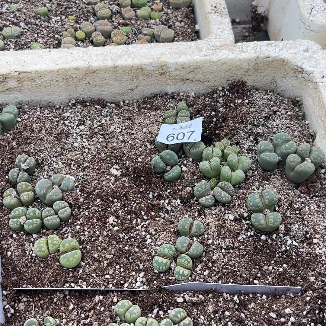 清框脱土发无售后默认有疤。   607