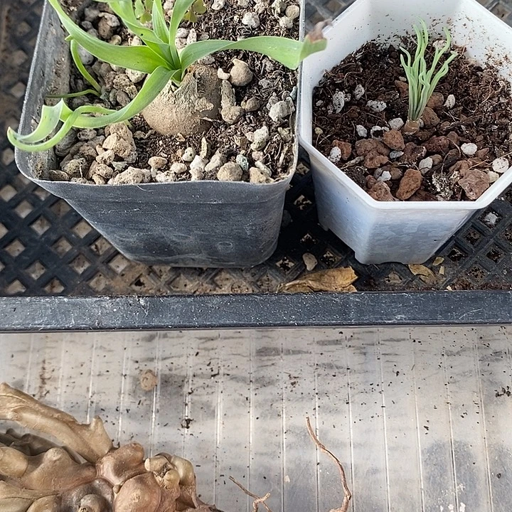 弹簧草组合，带盆发货