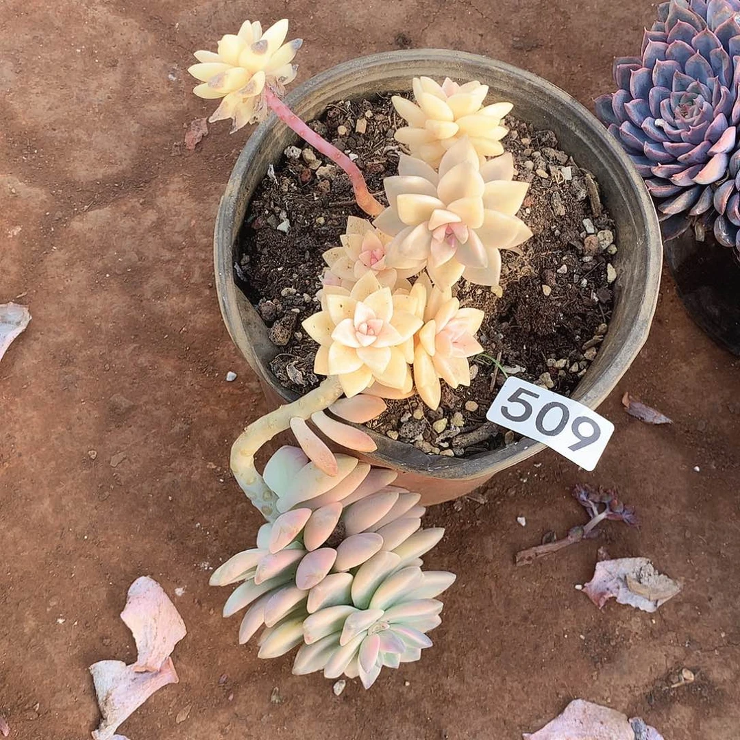 509淡雪锦一物一拍多肉