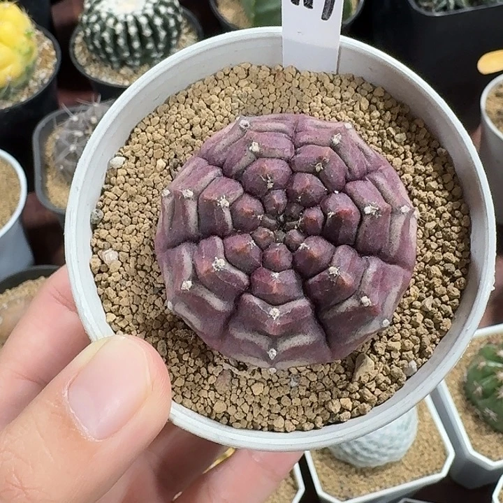 福***满117号梦想仙人球123