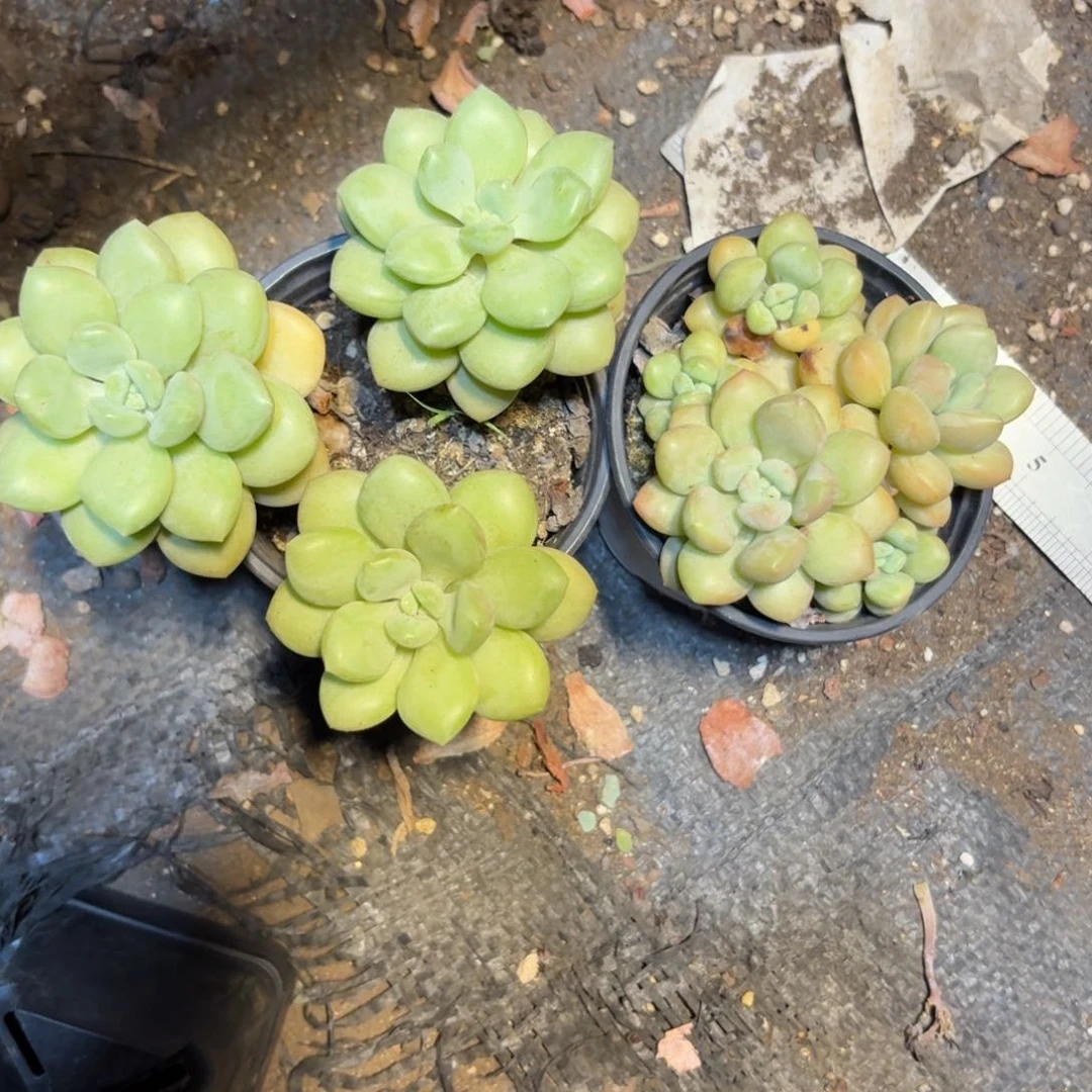 故*两个啊啊啊啊啊