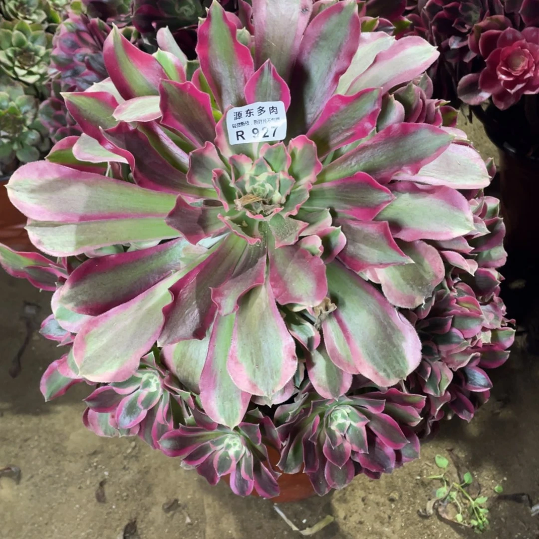 927男神多肉法师断枝不包