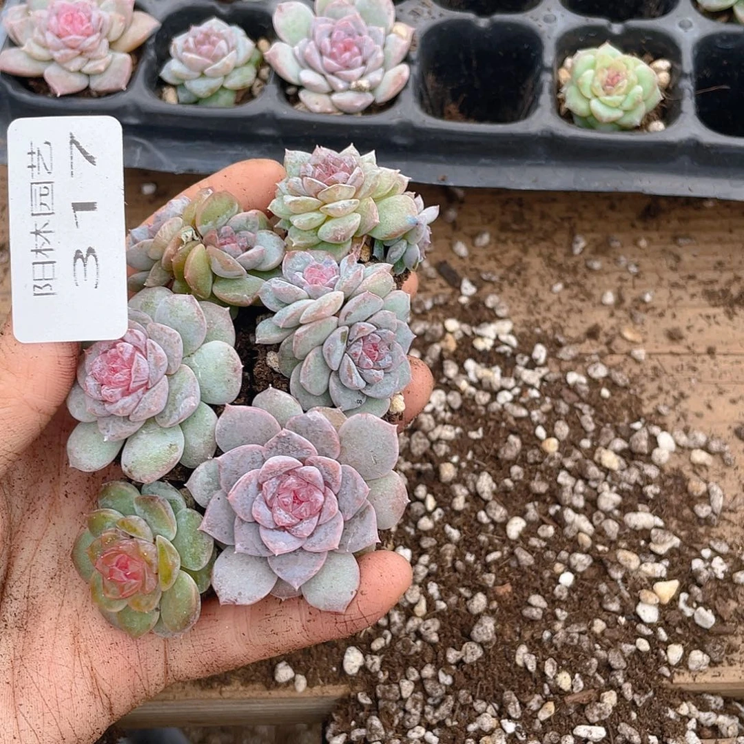 (***)多肉植物多肉植物317