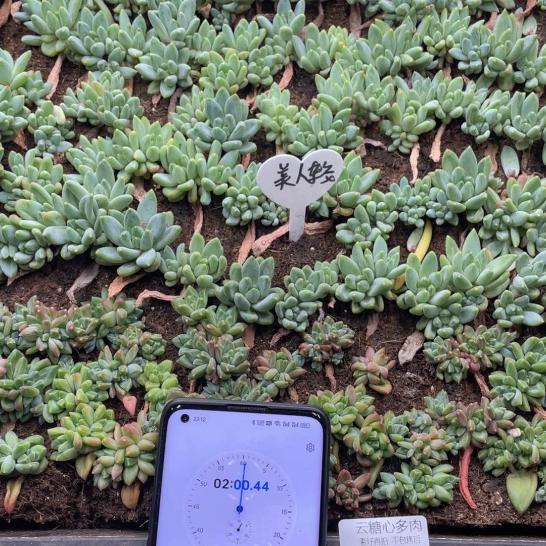 藏***若云糖心多肉植物49