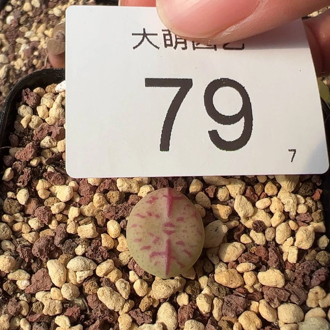 000079一物一拍脱土发