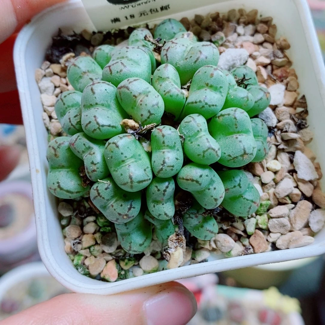 生石花花花花花花花花13