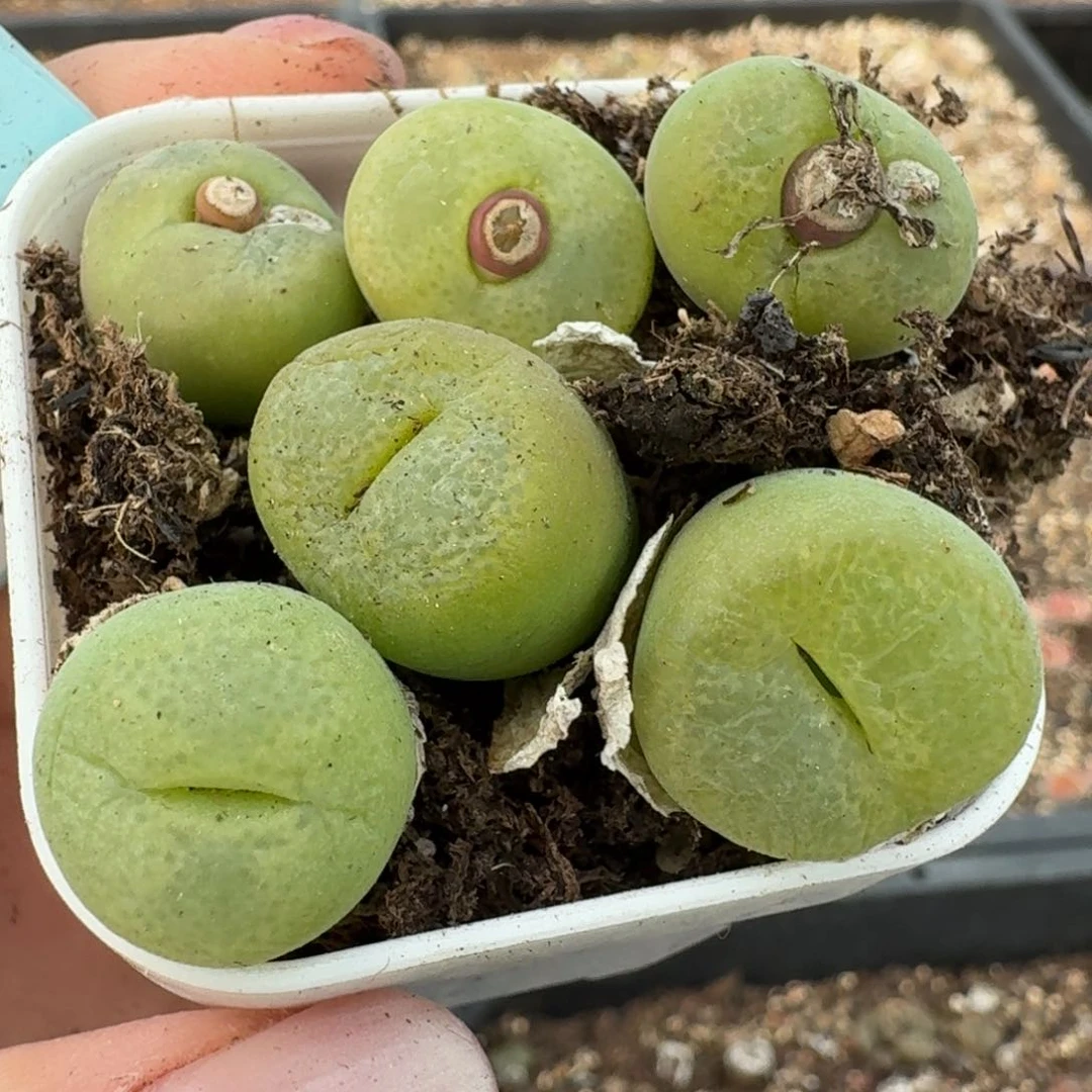 679六颗翠光福利出