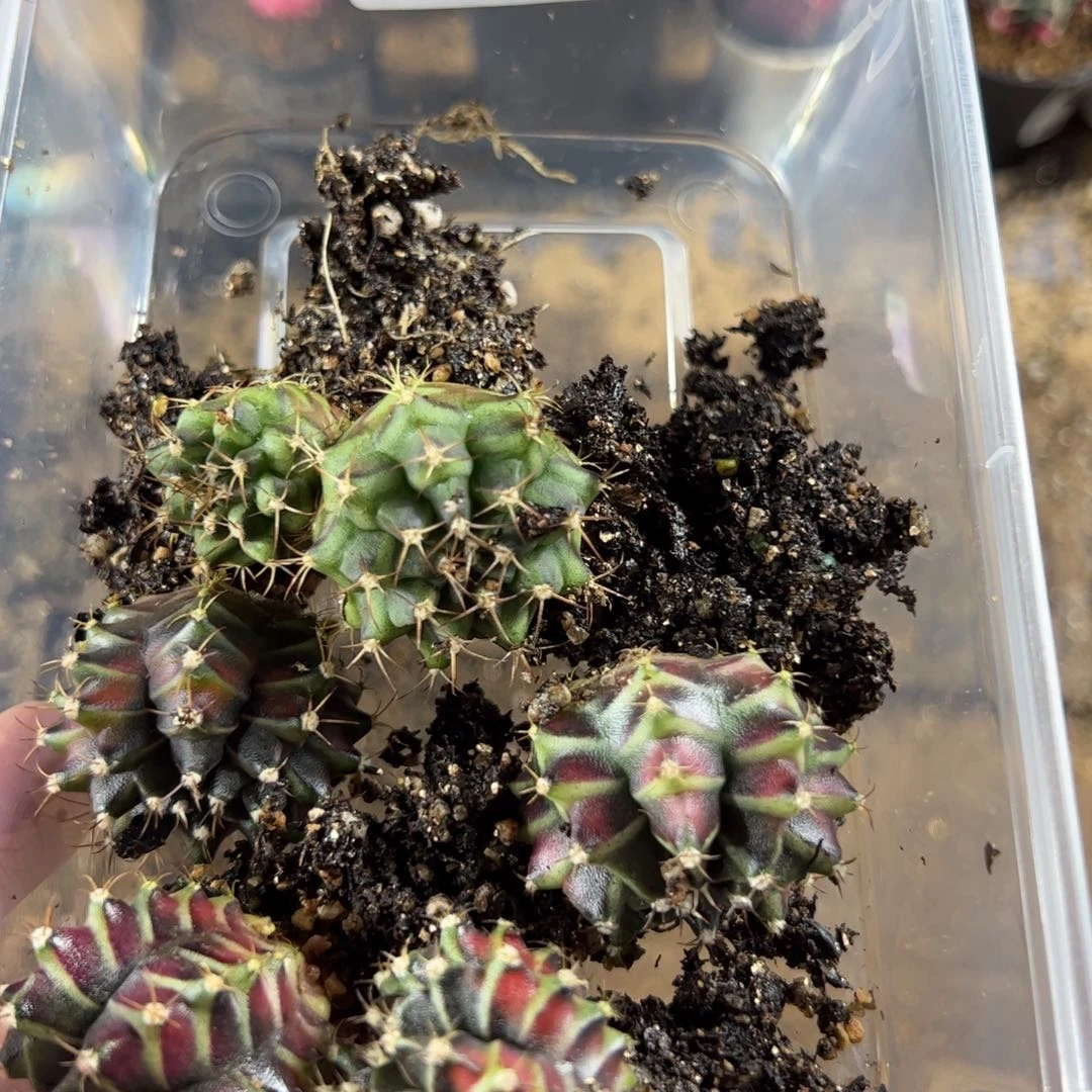 当前无花栽培后可以开花963